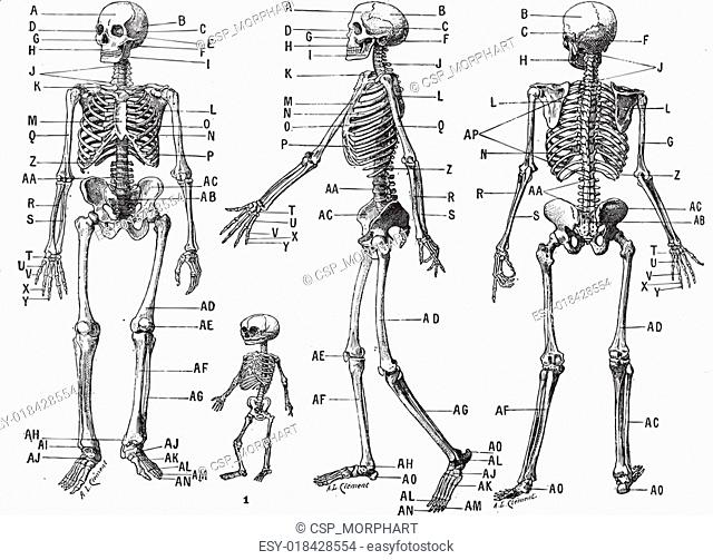 Human skeleton, vintage engraving