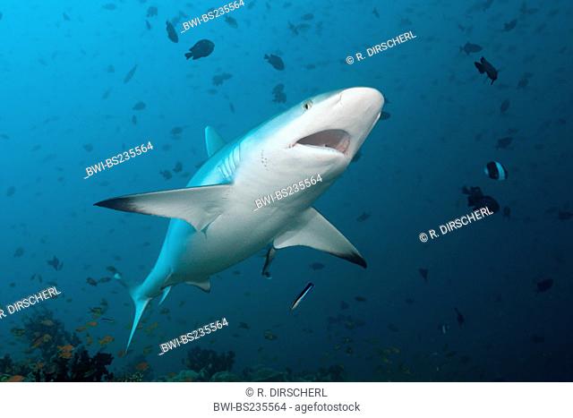 gray reef shark (Carcharhinus amblyrhynchos, Carcharhinus wheeleri), with Cleaner Wrasse, Labroides dimidiatus, Maldives, North Ari Atoll, Hafsaa Thila