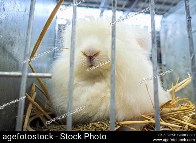 White Red-eyed Angora Rabbit at the National exhibition of farming animals Animal breeding 2023 in Lysa nad Labem, Central Bohemian Region, Czech Republic