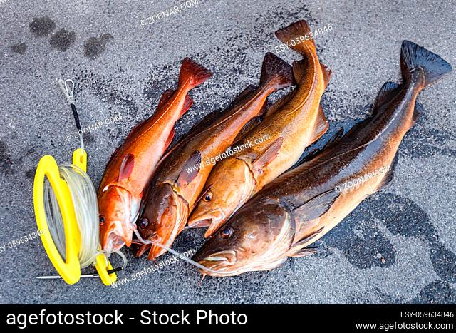 freshly caught Norwegian fishes. outdoor shot in Norway. copy space