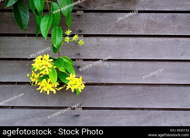 Flowers of Galphimia gracilis (Malpighiaceae) on the wall, asia