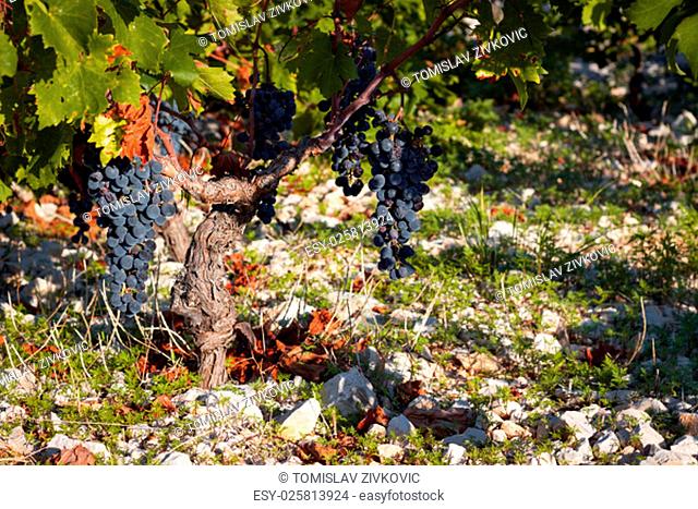 Famous Primosten Babic grapes vineyard in Croatia