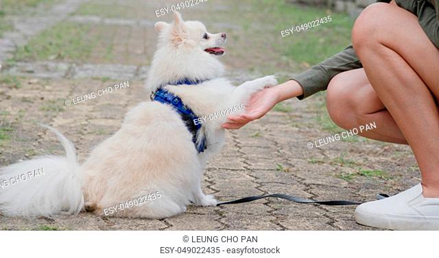 Pomeranian dog waiting for snack at outdoor