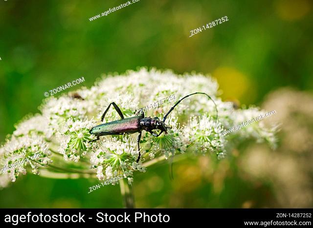 Lateral whole-body view of a single musk-legged beetle (lat: Aromia moschata) on an angelica flower (lat: Angelica archangelica) with its head sitting...
