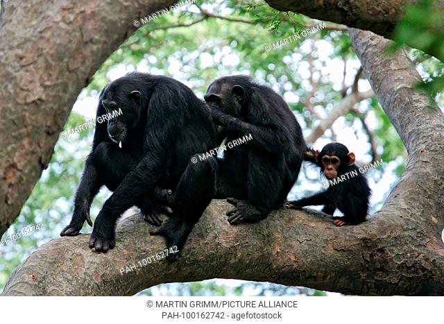 Eastern chimpanzee (Pan troglodytes schweinfurthii) male, female and young sitting together in a tree during social grooming, Gombe Stream National Park