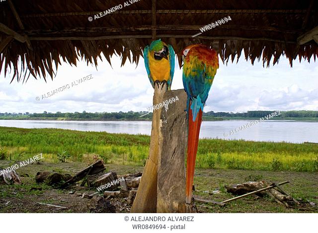 Macaws in the Amazonas, Leticia, Colombia