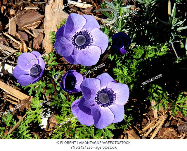 Blue Anemone, flower