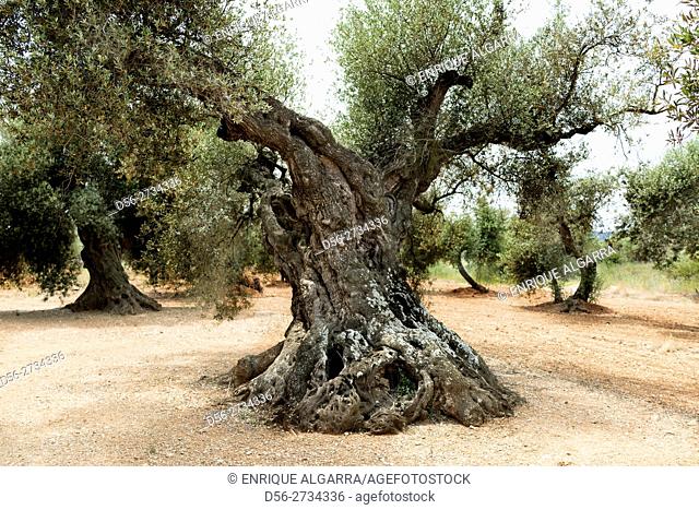 Aged olive trees, Canet lo Roig, Castellón, Spain