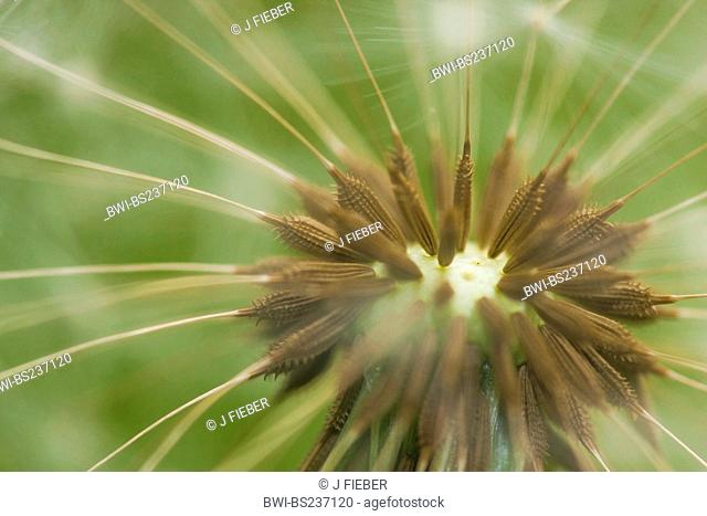 common dandelion Taraxacum officinale, infructescence, Germany, Rhineland-Palatinate