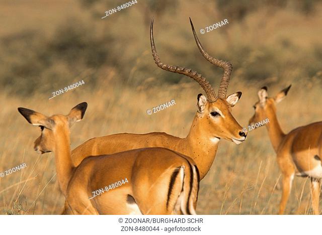 aepyceros, africa, african, alert, animal, antelope, big, botswana, bovidae, buck, bush, close, ecology, even-toed, fauna, game, head, herbivore, horns, impala