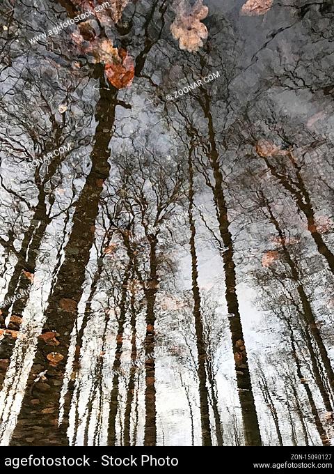 kahle Bäume spiegeln sich im Wasser / bare trees reflecting in a puddle in Bielefeld, 20.12.2019, Foto: Robert B. Fishman