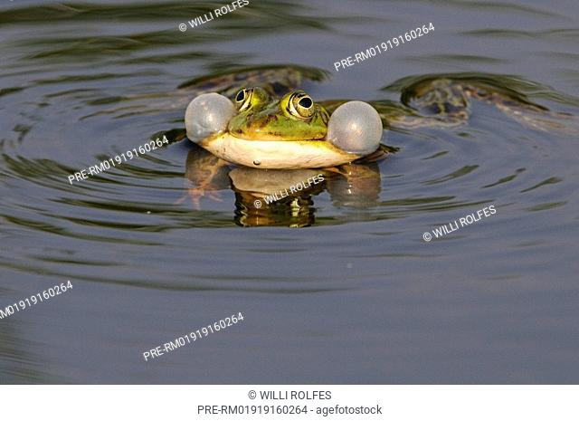 Edible frog with vocal sacs Stock Photos and Images | agefotostock