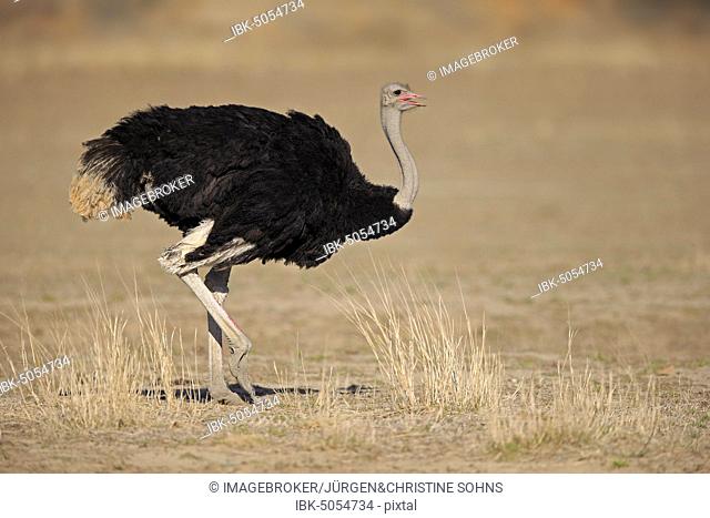 South African Ostrich (Struthio camelus australis), adult, male, running, Mountain Zebra National Park, Eastern Cape, South Africa, Africa