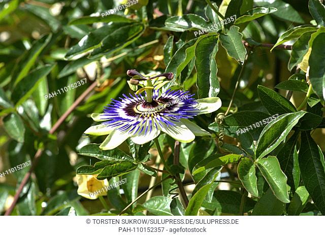 A flowering blue passionflower (Passiflora caerulea) on a beautiful day in early autumn in the Bible Garden in Schleswig
