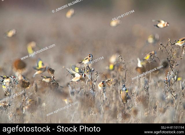 Goldfinch (Carduelis carduelis). Flock foraging in a sunflower field. Germany