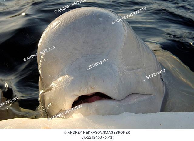 Beluga, White whale (Delphinapterus leucas), White Sea, Kareliya, north Russia, Arctic
