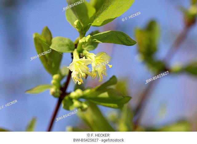 Blue-berried Honeysuckle, Sweetberry Honeysuckle (Lonicera caerulea), blooming, Germany