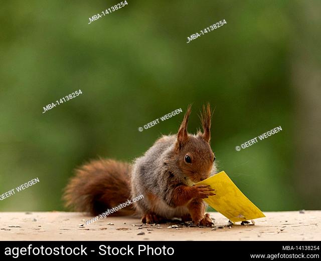 red squirrel is holding a yellow card
