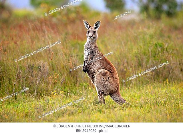 Eastern Grey Kangaroo (Macropus giganteus), adult, alert, Wilsons Promontory National Park, Victoria, Australia