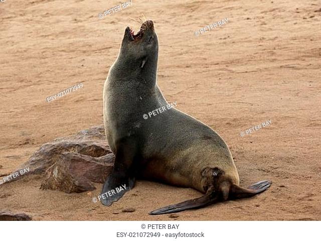 Fur seal Arctocephalus pusillus-at cape cross-skeleton coast-namibia