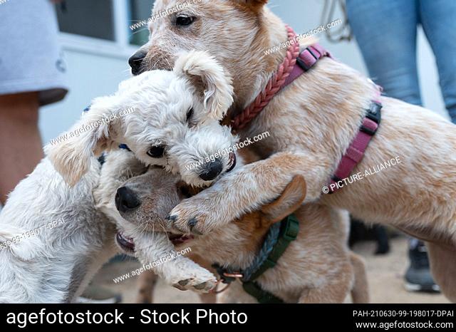 28 June 2021, Hessen, Hanau: Puppies play during puppy class at a dog school. to dpa: ""First loved, then deported?""). Photo: Sebastian Gollnow/dpa