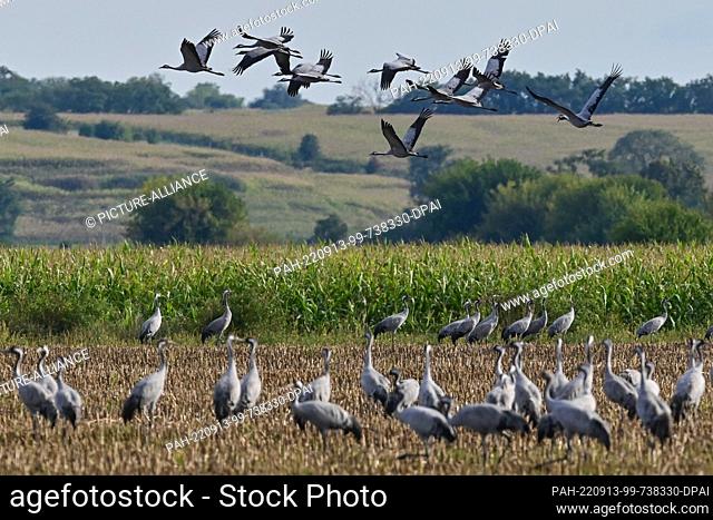 12 September 2022, Brandenburg, Reitwein: Cranes (Grus grus) resting on a field in the Oderbruch in East Brandenburg. In autumn