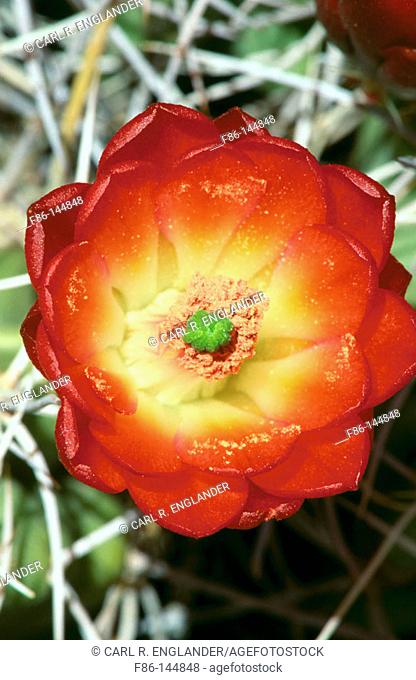Claret Cup Cactus flower close-up.  Echinocereus triglochidiatus. Joshua Tree National Park. California. USA