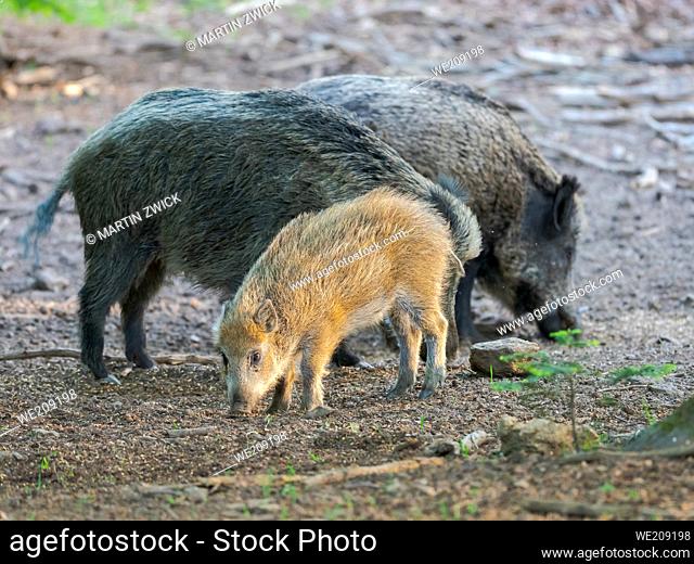 Juvenile, piglet. Wild Boar (Sus scrofa) in high forest. Enclosure in the National Park Bavarian Forest, Europe, Germany, Bavaria
