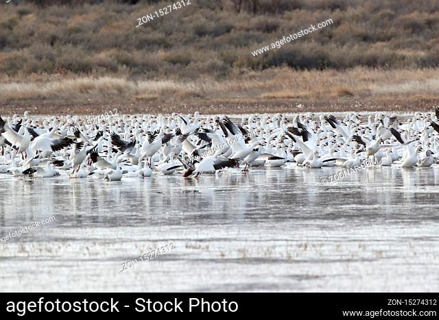 Snow geese Bosque del Apache, New Mexico USA