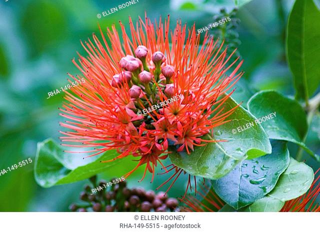 A Pohutukawa Metrosideros excelsa, an exotic bright orange flower of the Myrtaceae family, Zanzibar, Tanzania, East Africa, Africa
