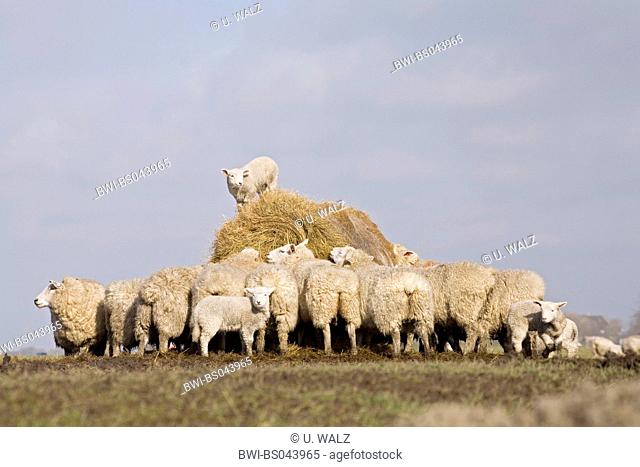 domestic sheep (Ovis ammon f. aries), with lambs on the feed, Germany, Schleswig-Holstein, Eiderstedt