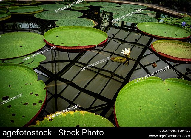 A blossom of Water Lily Victoria amazonica in the Botanic Gardens in Liberec on Monday, July 17, 2023. The plant is the largest species of water lilies