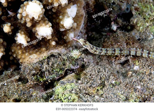Guilded pipefish corythoichthys cf.schultzi in the Red Sea