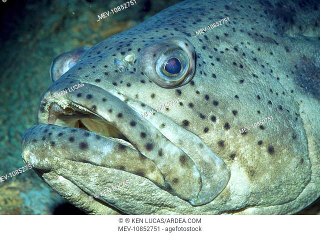 Goliath Grouper - also know as Jewfish / Guasa / Black Bass / Esonue Grouper / Giant Seabass / Hamlet / Southern Jewfish / Spotted Jewfish