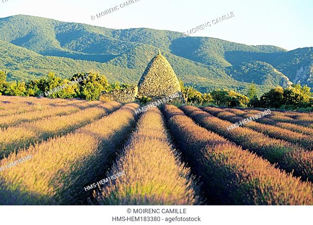 France, Vaucluse, Luberon, lavander field