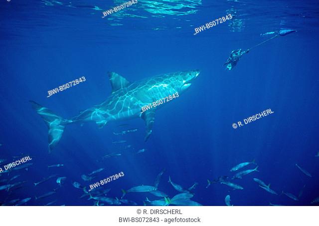 great white shark (Carcharodon carcharias, Carcharodon rondeletii), with bait, South Africa, Dyer Island, Atlantic Ocean, Gansbaai