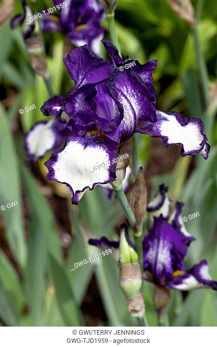 IRIS 'STEPPING OUT'