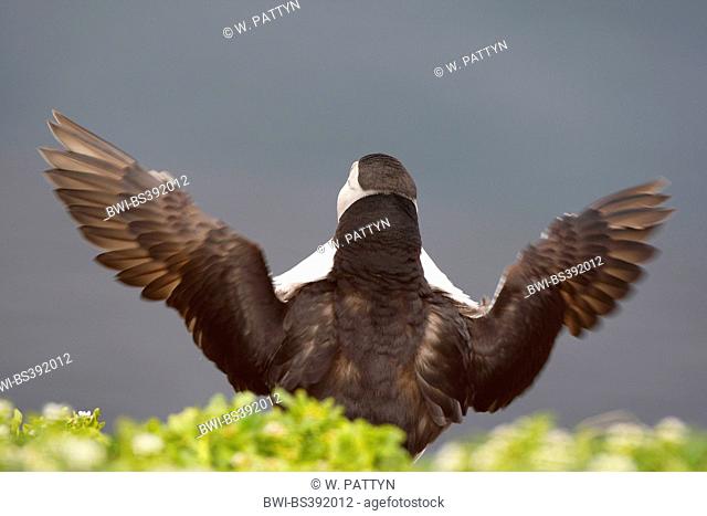 Atlantic puffin, Common puffin (Fratercula arctica), with outstretched wings, back view, Norway