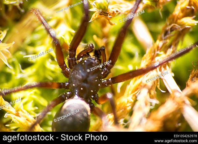 Wolf spider (Lycosidae) on green moss. Window into world of ultra macro, mountain tundra higher Arctic circle