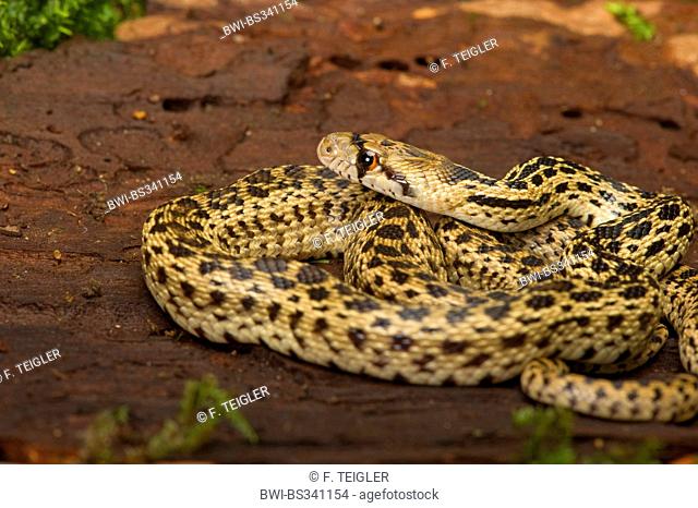 Pacifik Gopher snake (Pituophis catenifer catenifer), lying coiled up on a tree snag