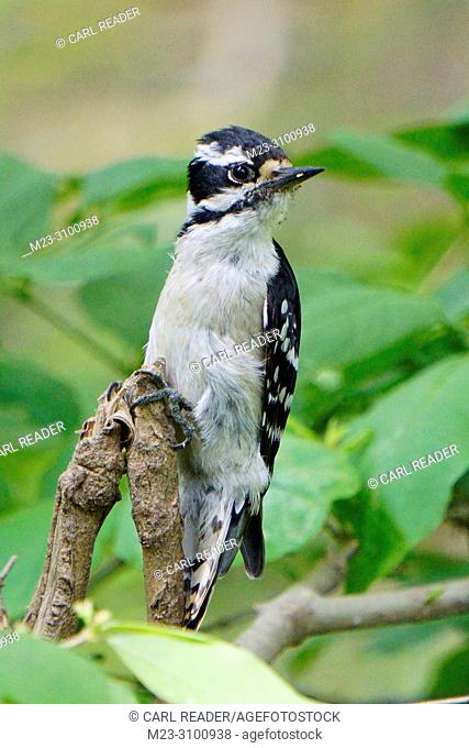 A perky young downy woodpecker, Picoides pubescens, Pennsylvania, USA