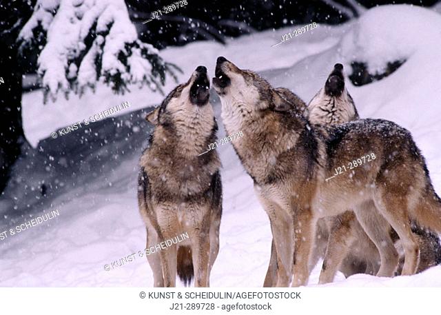 Wolves (Canis lupis). Bavarian Forest. Bavaria, Germany