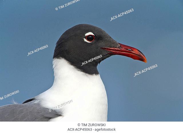 Laughing Gull Larus atricilla - South Padre Island, Texas, United States of America