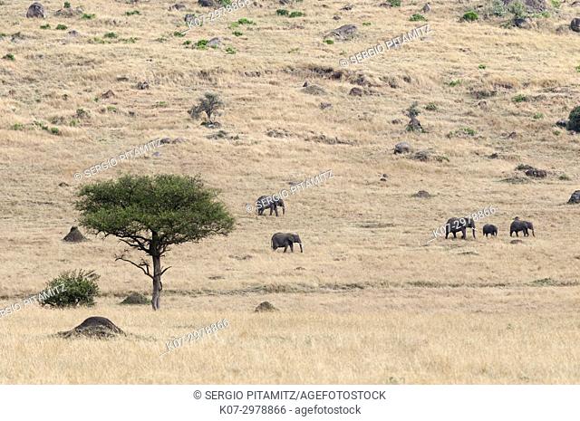 African elephant (Loxodonta africana), Masai Mara, Kenya