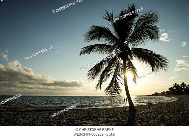 USA, Florida, Key West, palm tree on beach in backlight