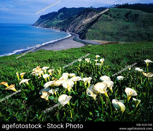 Calla lily, Zantedeschia aethiopica, (a plant native to South Africa), blooming on headlands above Usal Creek, Lost Coast, Sinkyone Wilderness State Park