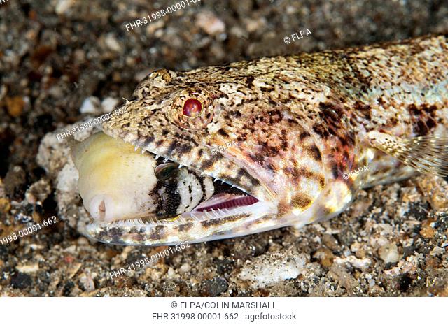 Clearfin Lizardfish (Synodus dermatogenys) adult, close-up of head, with Yellowmargin Triggerfish (Pseudobalistes flavimarginatus) juvenile prey in mouth