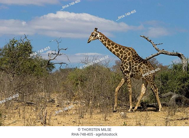 Giraffe, Giraffa camelopardalis, Chobe National Park, Botswana, Africa