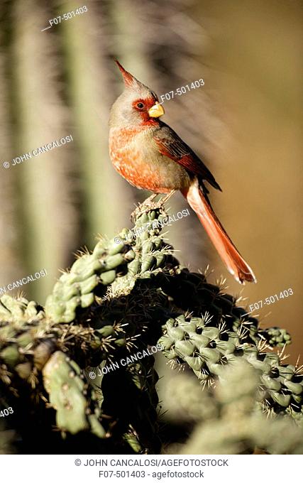 Pyrrhuloxia (Cardinalis sinuatus) - Arizona - Male - Rose-colored breast and crest suggest a Cardinal but the gray back and yellow bill set it apart - Range is...