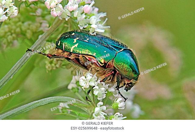 iridescent rose chafer cetonia aurata on angelica angelica silvestris